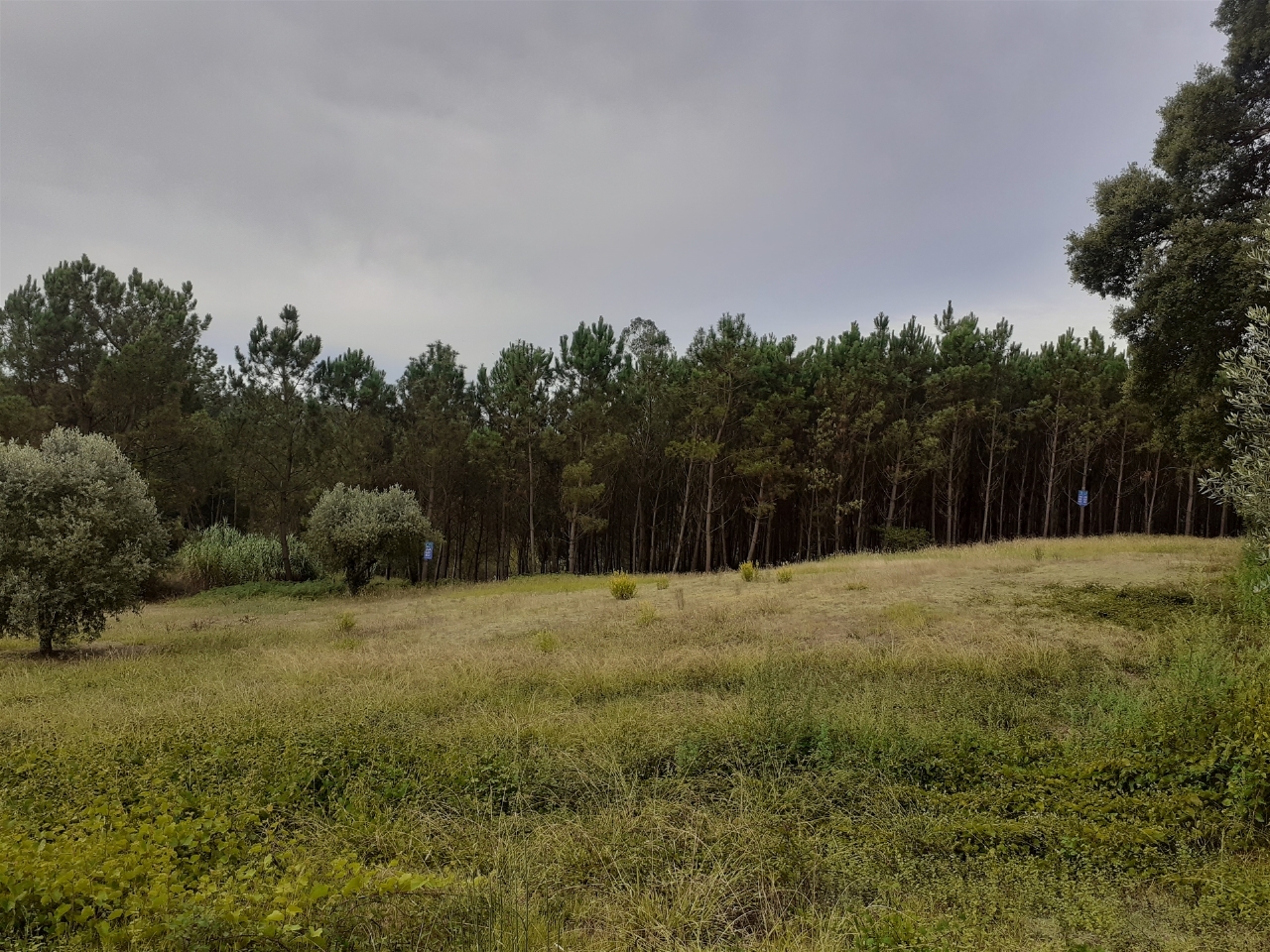 Plot / Land in Leiria