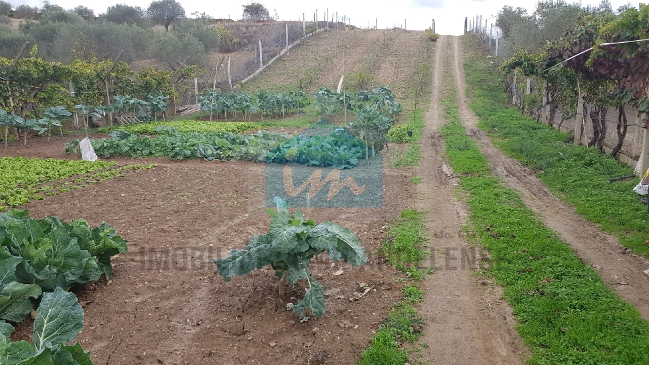 Plot / Land in Mirandela, Bragança
