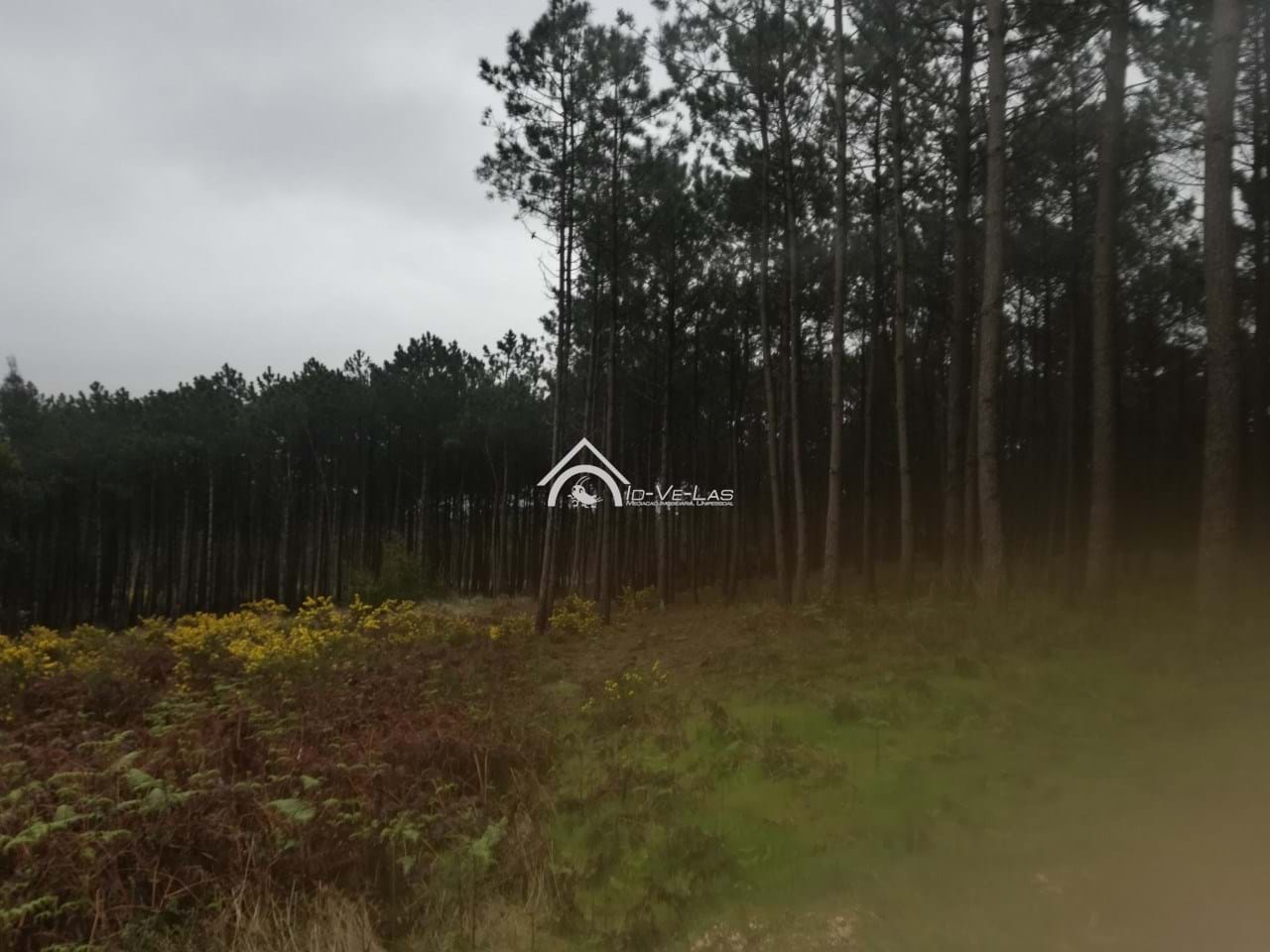 Plot / Land in Caldas da Rainha, Leiria