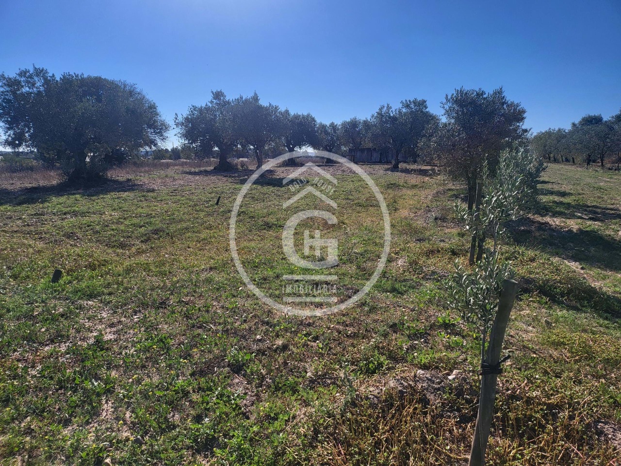 Plot / Land in Alpiarça, Santarém