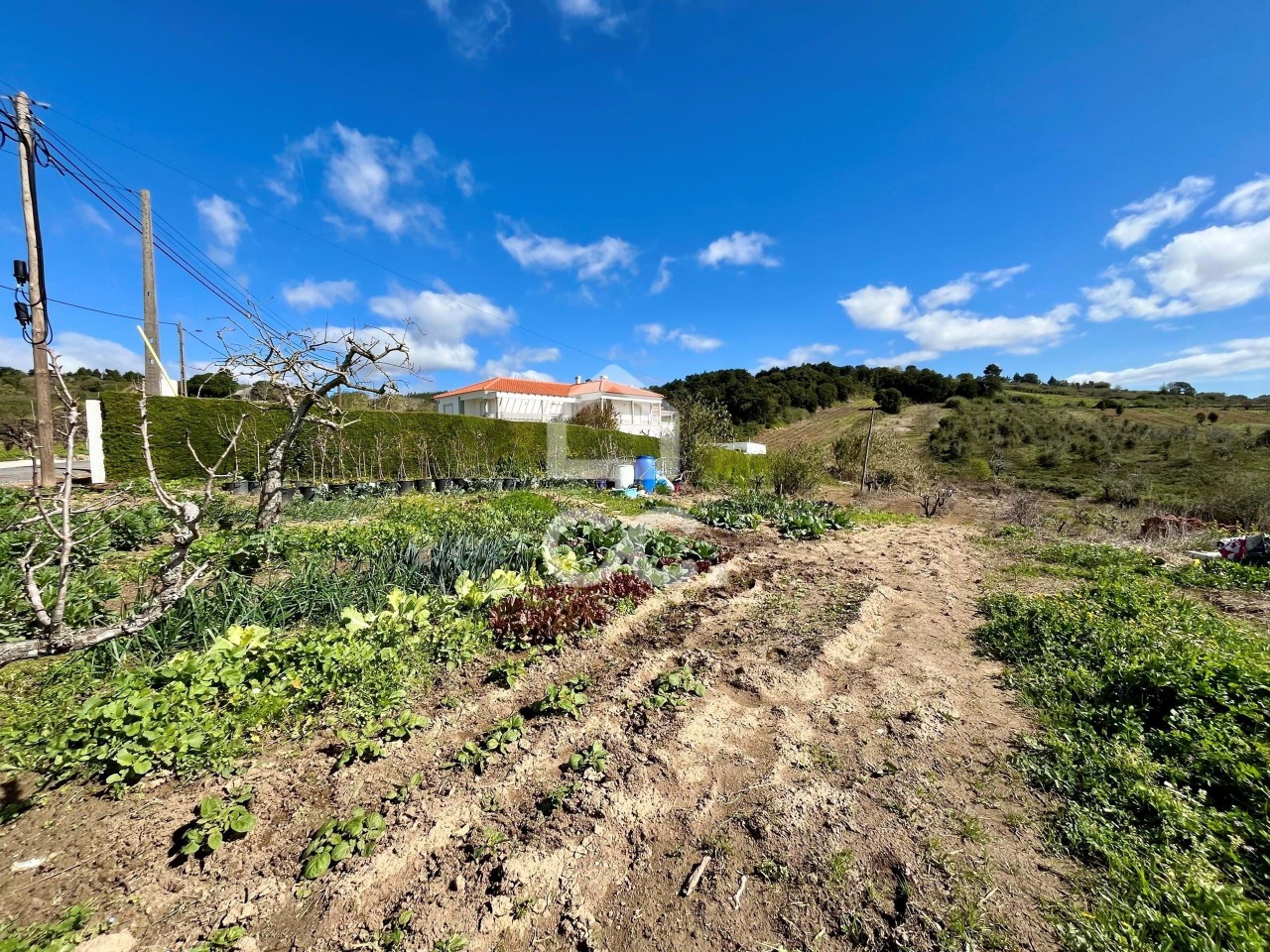 Plot / Land in Bombarral, Leiria