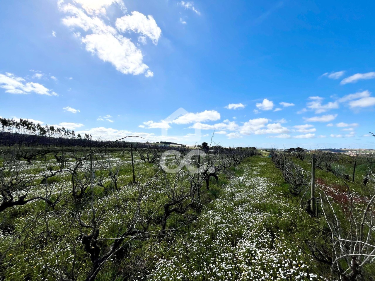 Plot / Land in Moita dos Ferreiros, Lourinhã, Lisboa