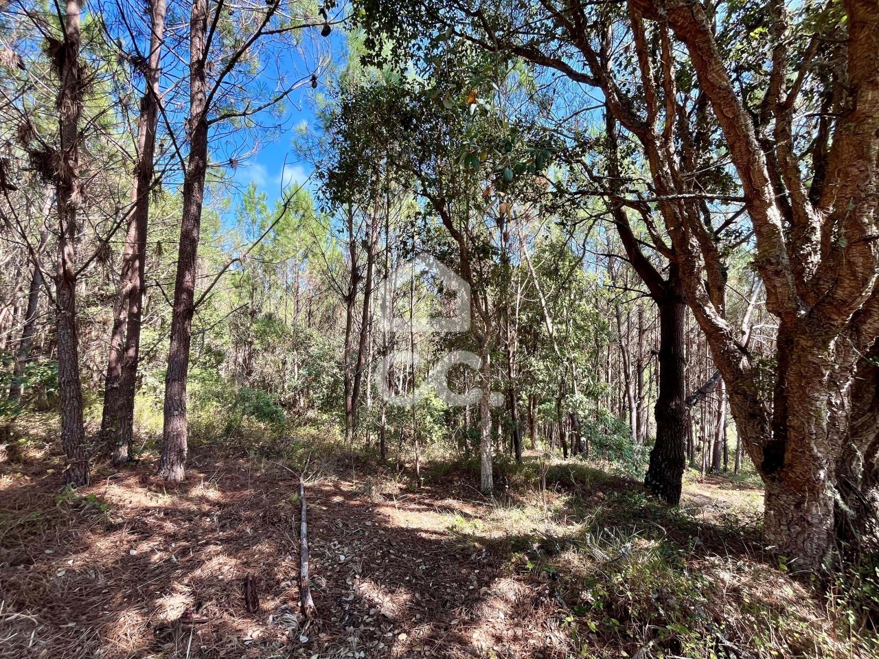 Plot / Land in Salir de Matos, Caldas da Rainha, Leiria