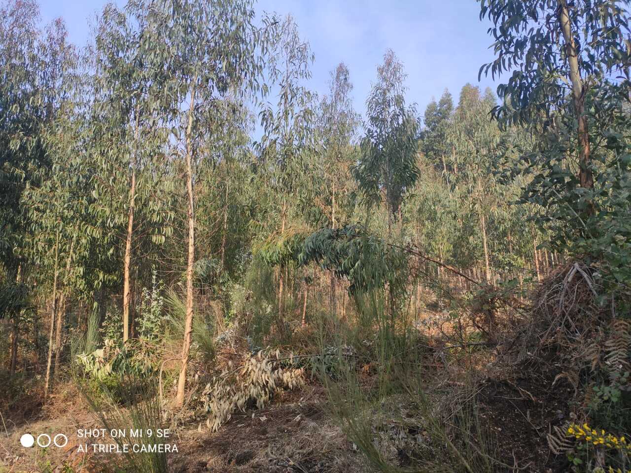 Plot / Land in Póvoa de Lanhoso, Braga