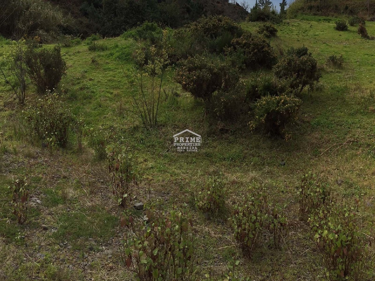 Perceel / Land in São Roque, Funchal, Madeira