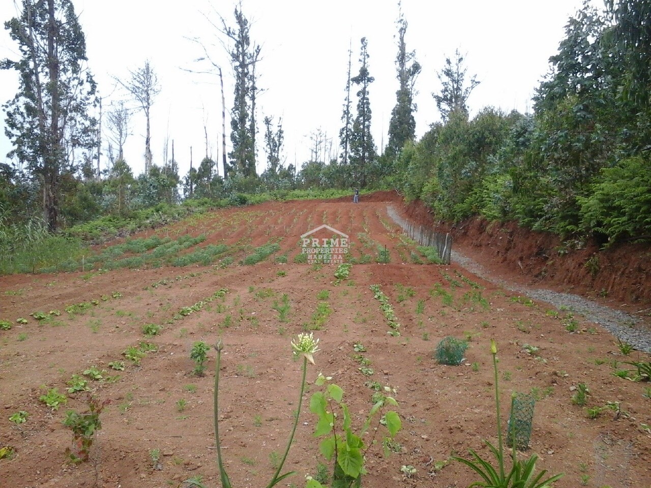Perceel / Land in Arco da Calheta, Calheta, Madeira