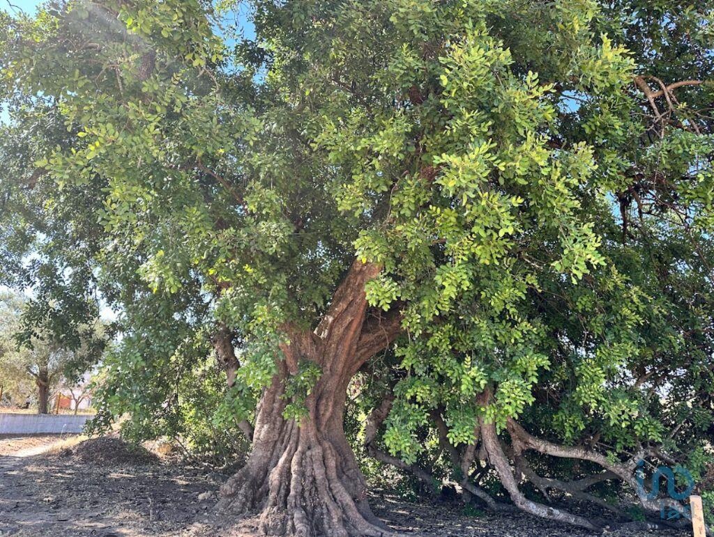 Perceel / Land in Tavira, Eastern Algarve