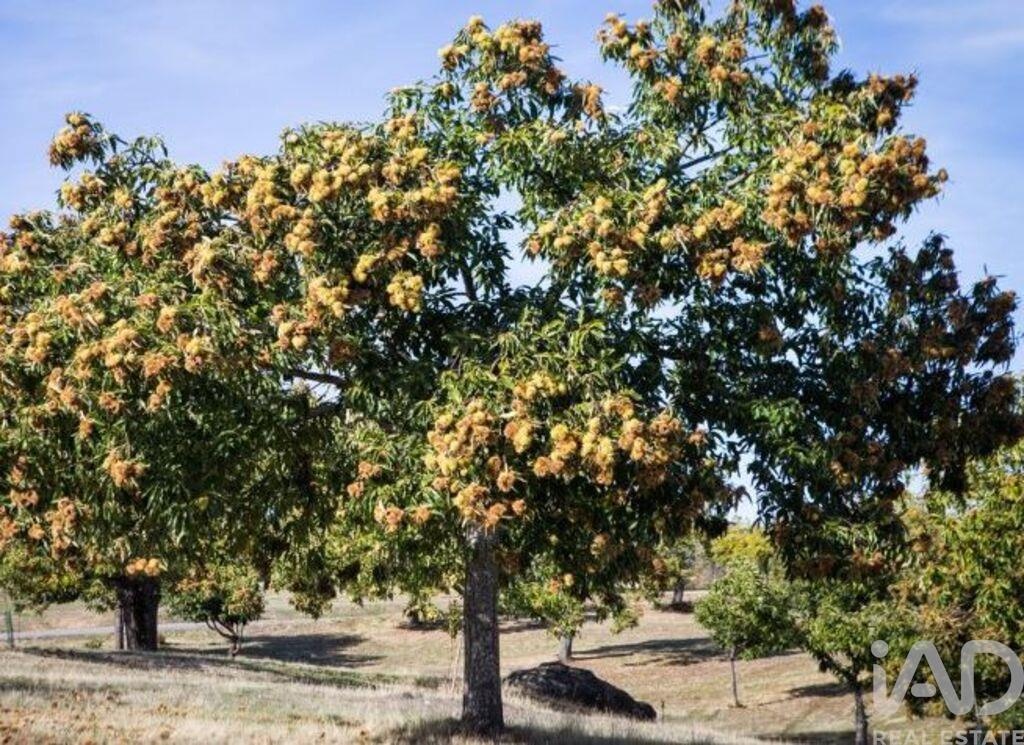 Plot / Land in Oliveira do Hospital, Coimbra