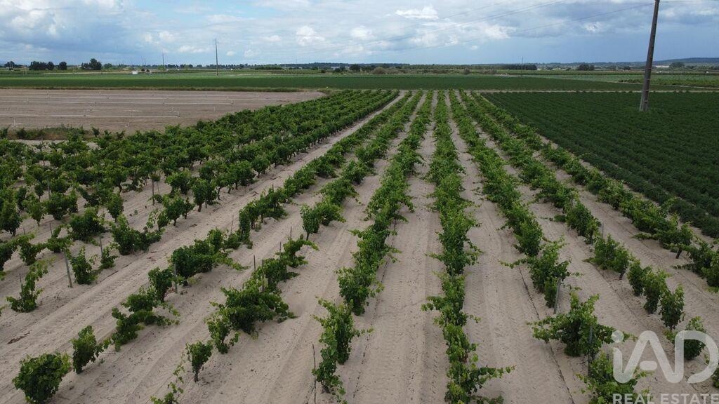 Plot / Land in Almeirim, Santarém