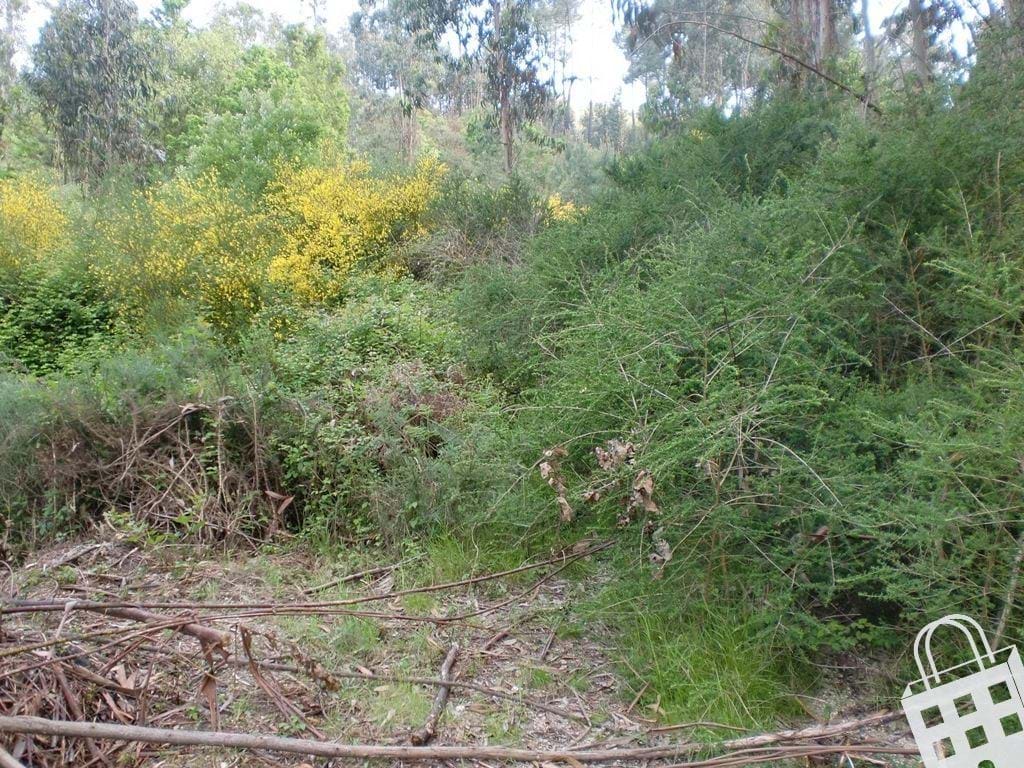 Plot / Land in Meinedo, Lousada, Porto