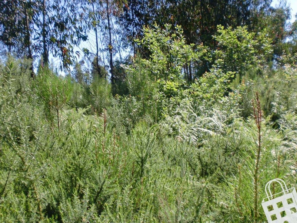 Plot / Land in Meinedo, Lousada, Porto