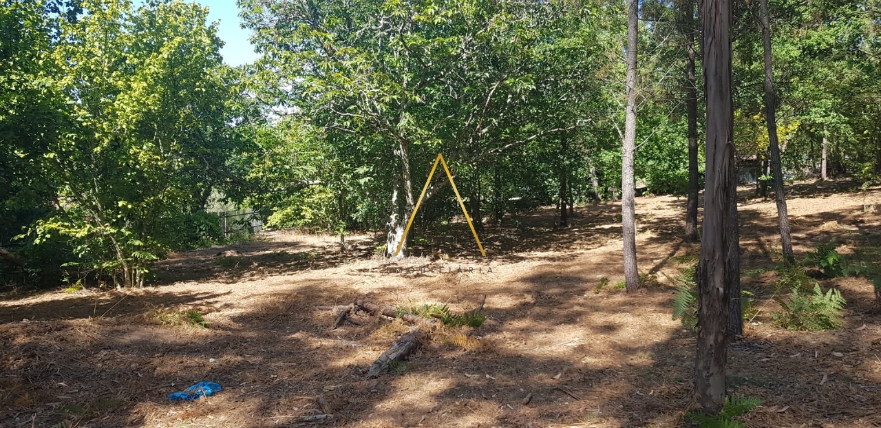 Plot / Land in Viseu