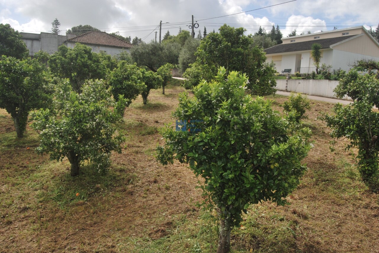 Trama / Terreno in Pedrógão, Torres Novas, Santarém