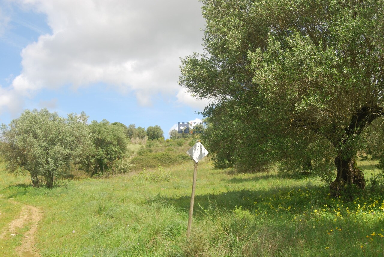 Trama / Terreno in Pedrógão, Torres Novas, Santarém