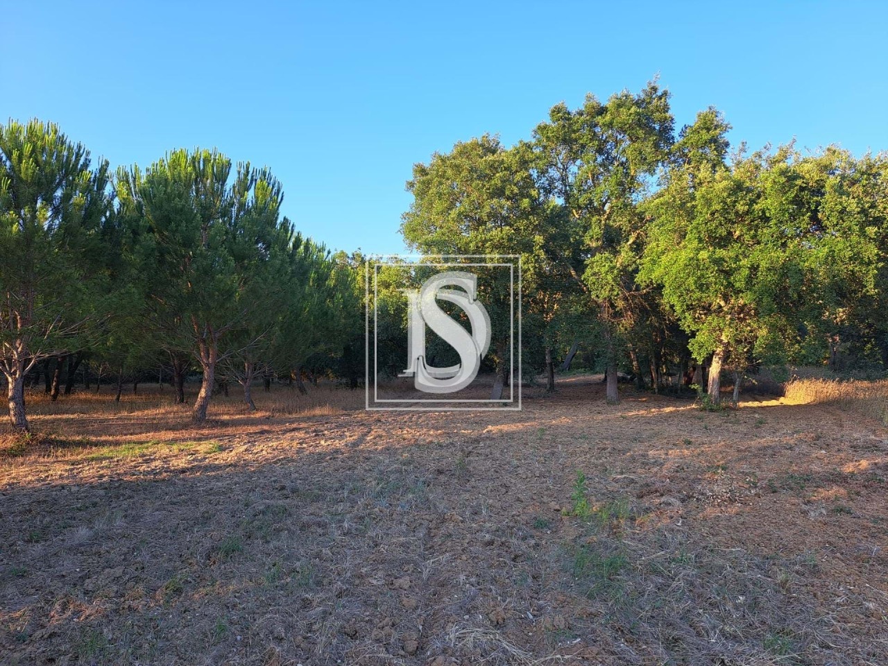 Plot / Land in Olaia, Torres Novas, Santarém