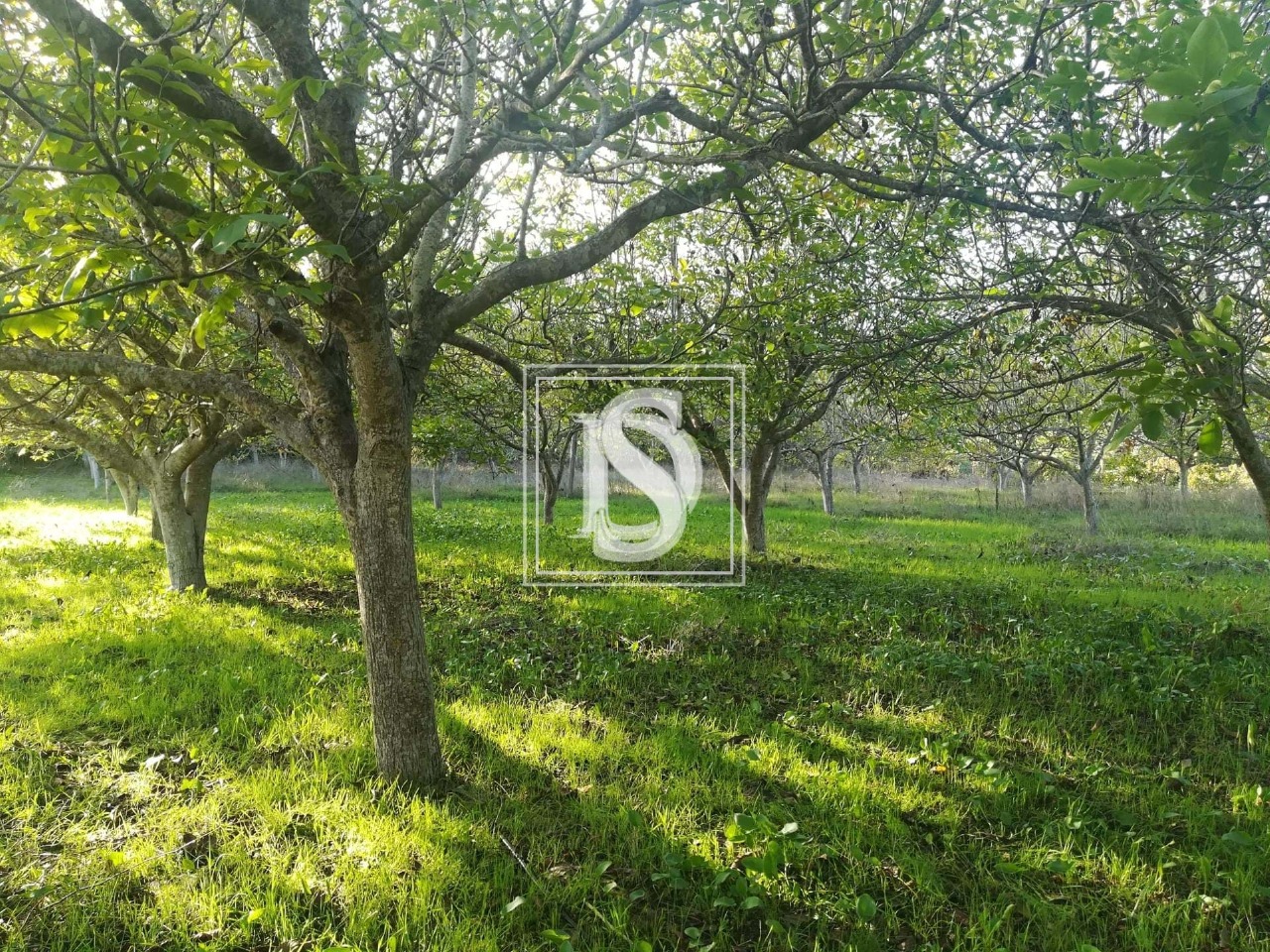 Plot / Land in Tomar, Santarém